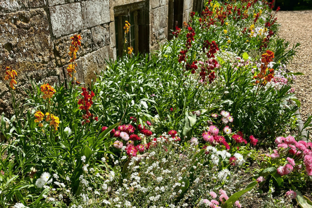 Gardens at Canons Ashby Pink, white and yellow flowers mixed in a flower bed.