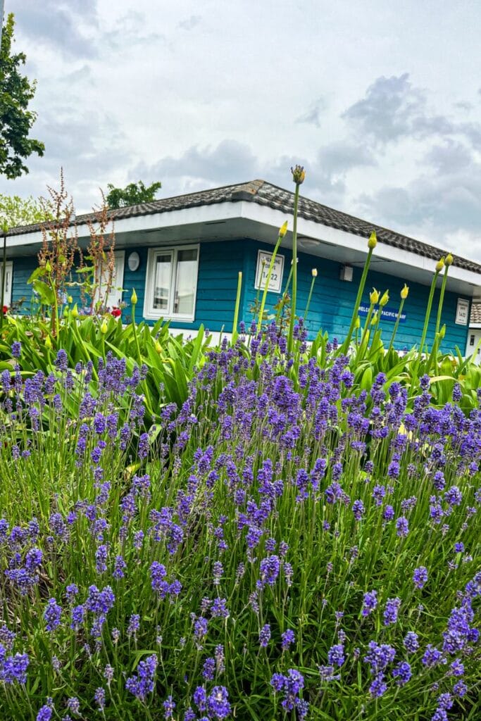 Flowers Butlins Minehead A lush garden at Butlins Minehead with vibrant purple lavender flowers in the foreground. Behind the flowers is a blue building with white trim, partially obscured by the greenery, set against a cloudy sky.